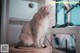 A cat sitting on top of a scratching post.